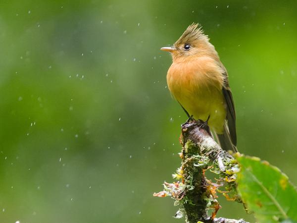 <h3><a href="/trips/costa-rica/biota/animalia/chordata/aves/040 passeriformes/011 tyrannidae/mitrephanes phaeocercus/mitrephanes phaeocercus-nl.html">Mitrephanes&nbsp;phaeocercus</a> / Northern&nbsp;tufted&nbsp;flycatcher / Geelbuiktiran</h3>OM-1 Mark II met OLYMPUS M.150-400mm F4.5 TC, 1/1250 sec  bij F5.6, ISO 10000, afstand 15.4&nbsp;m